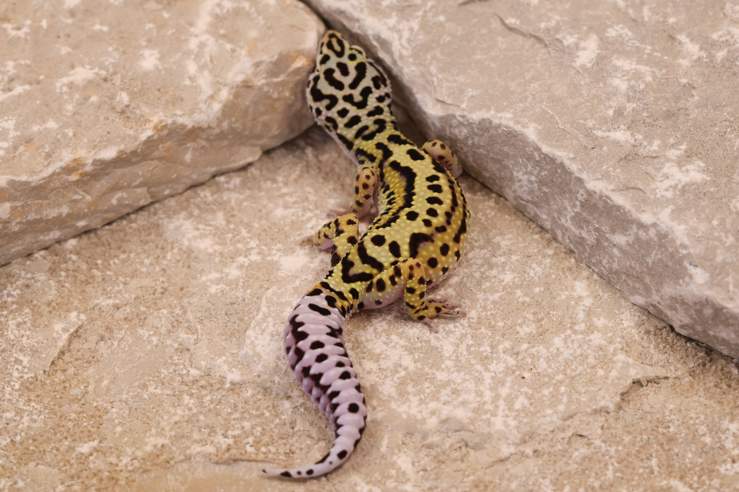 25-043 | Bold Stripe Gem Snow het Rainwater Albino | Female
