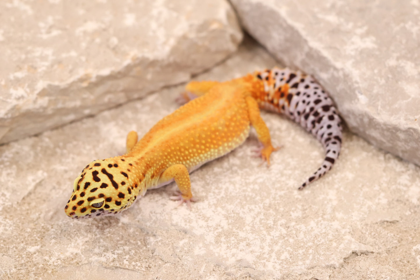23-501 | Blood/Raining Red Stripe Tangerine het Rainwater Albino | Female