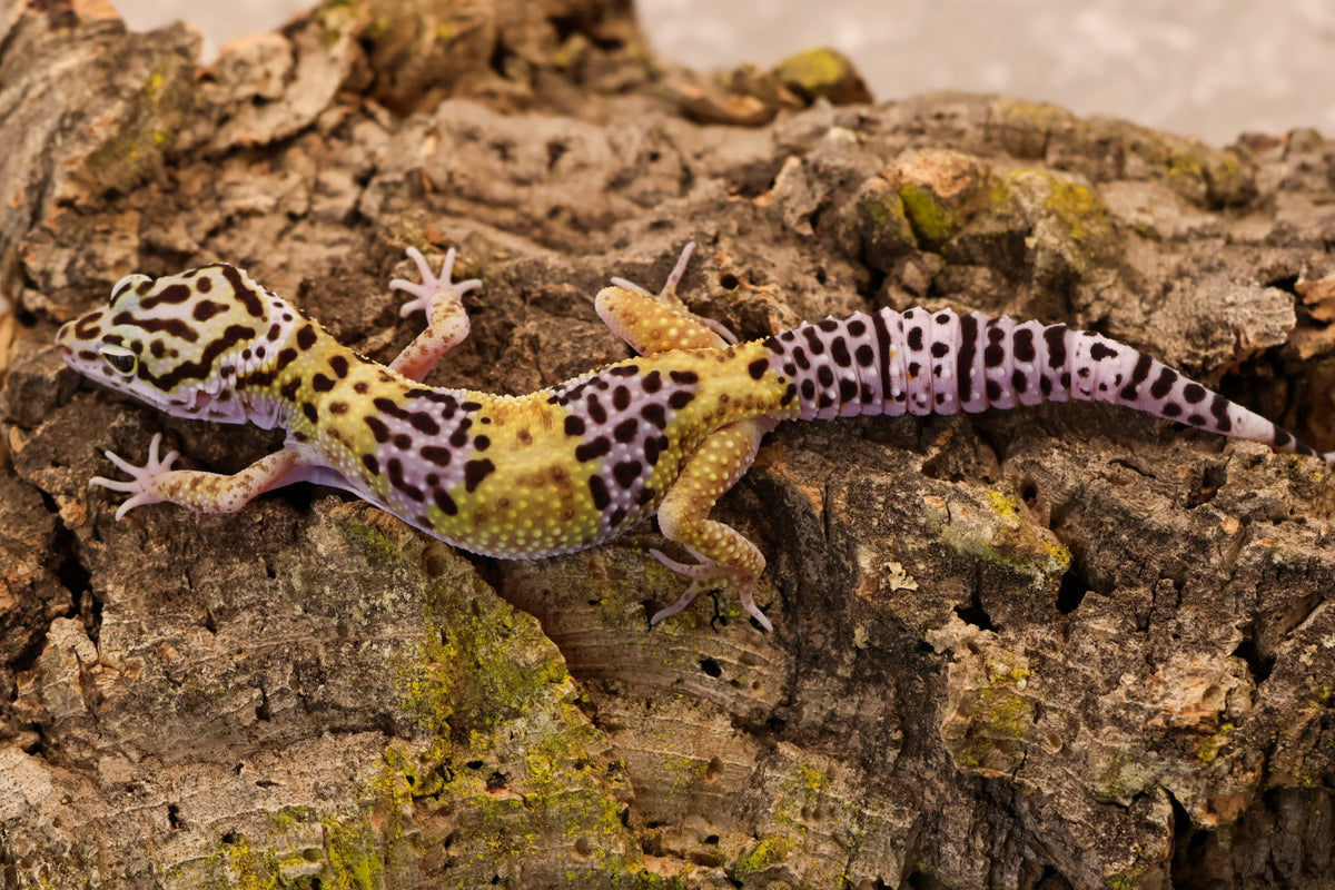 26-159 | Satpuraensis x Super Giant | Female