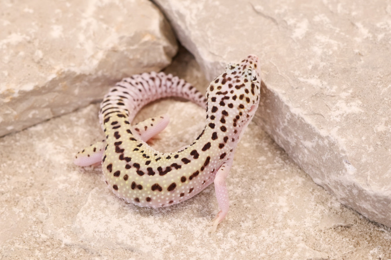 25-126 | Rainbow Stripe Cross Gem Snow Eclipse | Female