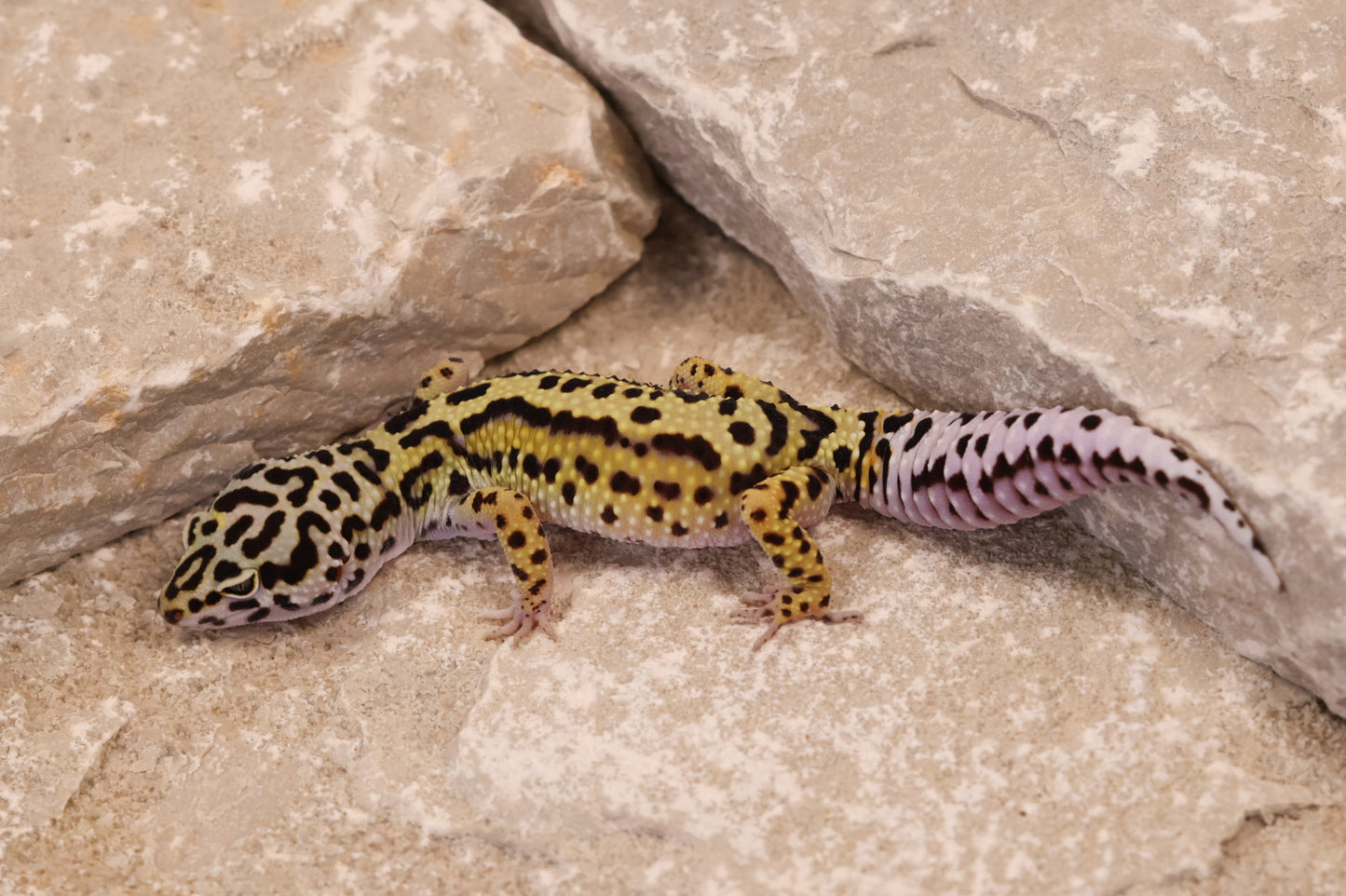 25-043 | Bold Stripe Gem Snow het Rainwater Albino | Female
