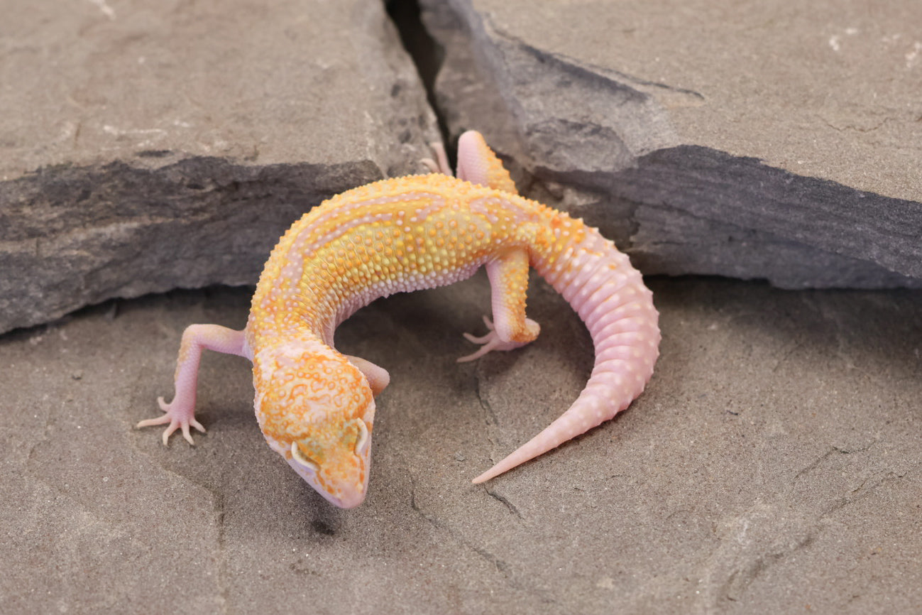 26-281 | Mack Snow Raptor het Murphy's Patternless | Female