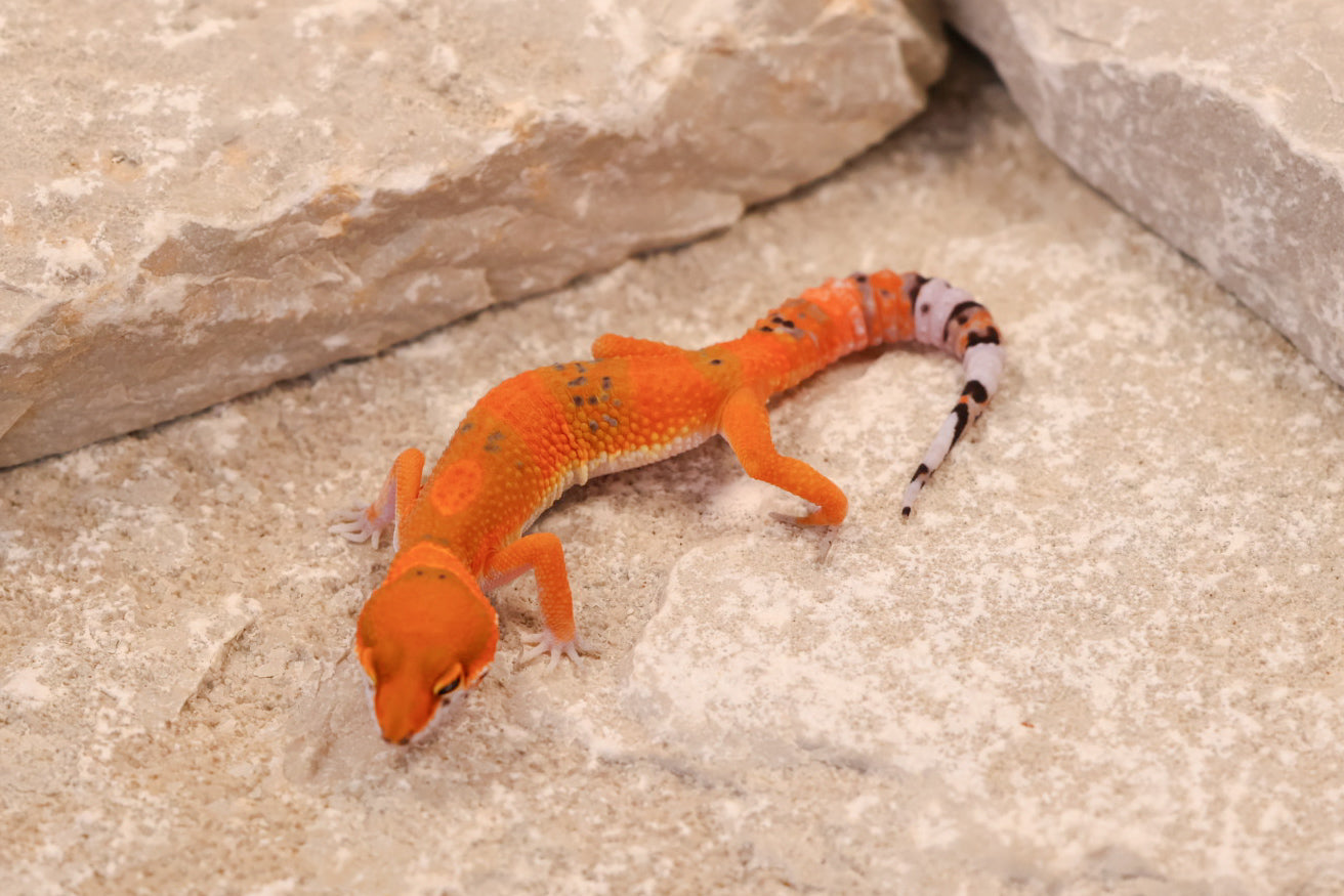 26-074 | Blood Tangerine 66% het Eclipse | Probable Male