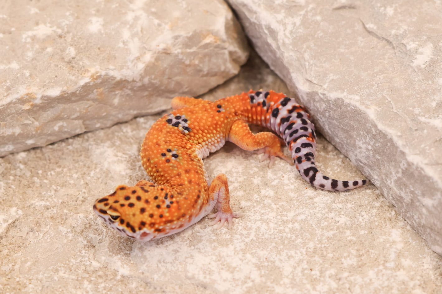 25-147 | Purple Head/Tangelo Tangerine het Tremper Albino | Female