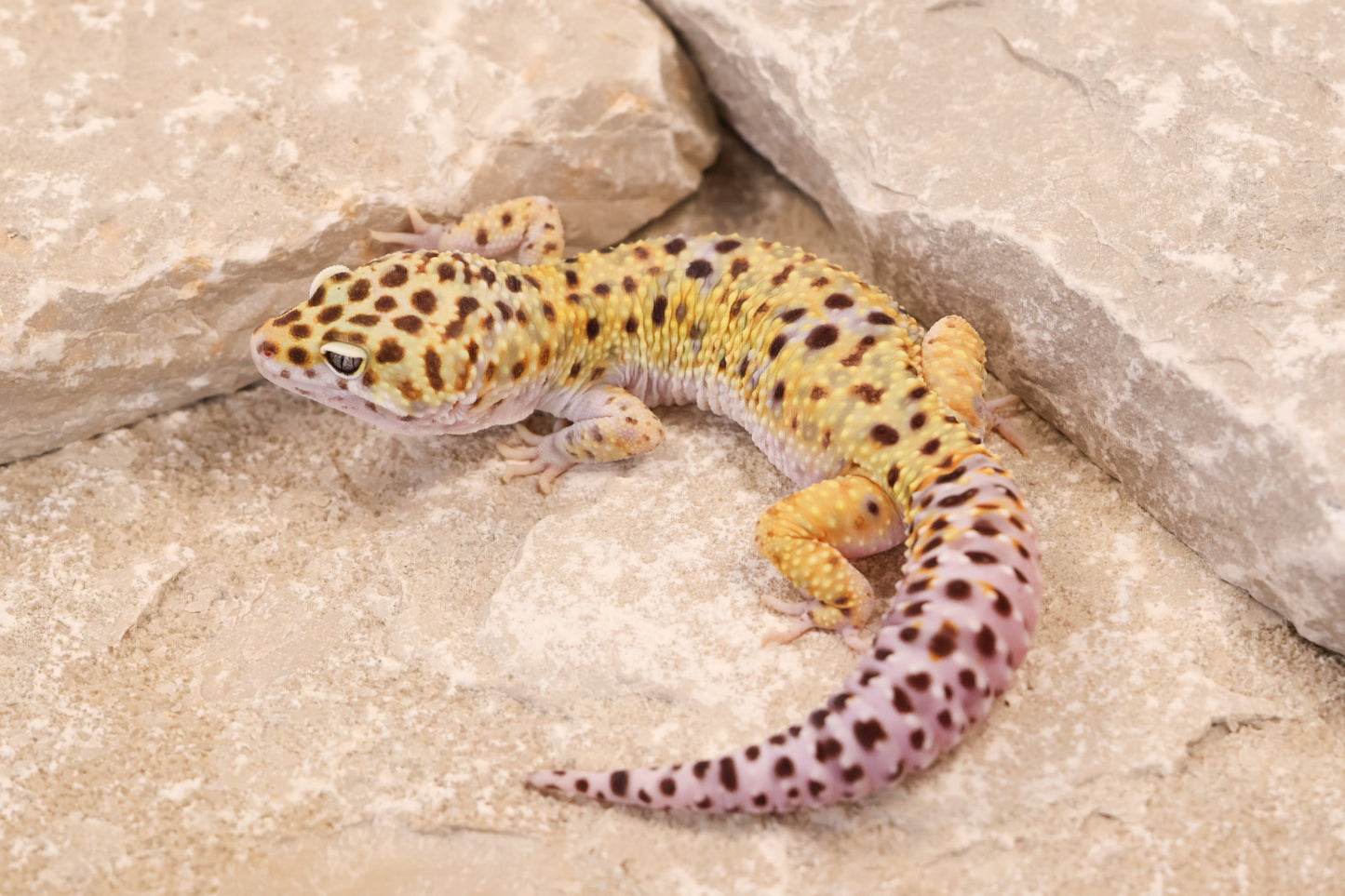 23-528 | Gem Snow het Cipher | Male