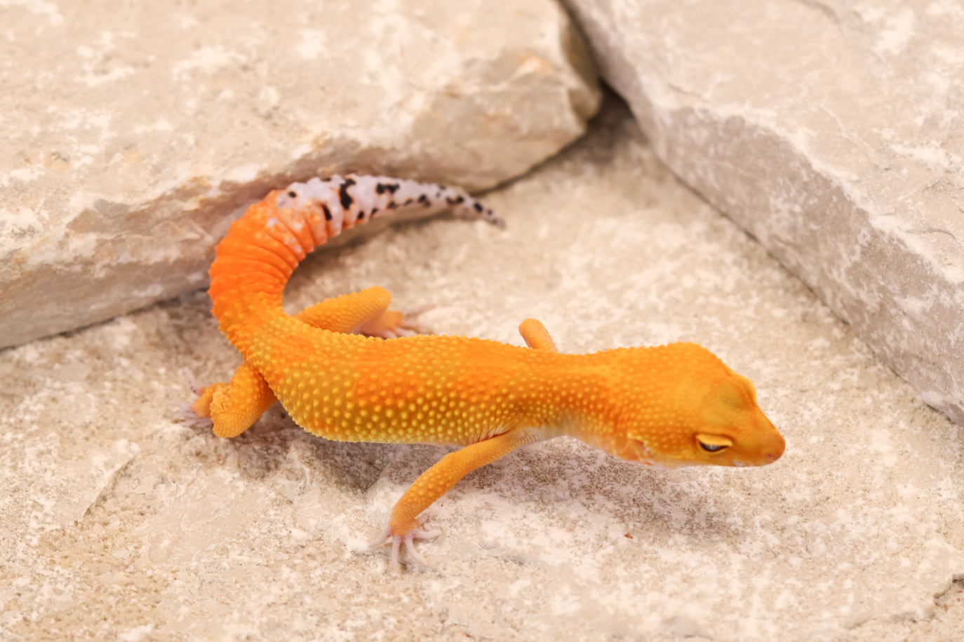 26-038 | Tangerine het Tremper Albino | Female