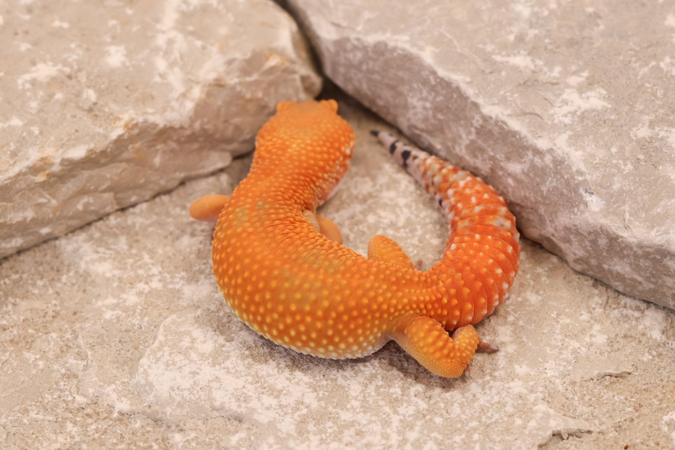 24-178 | Tangerine | Female