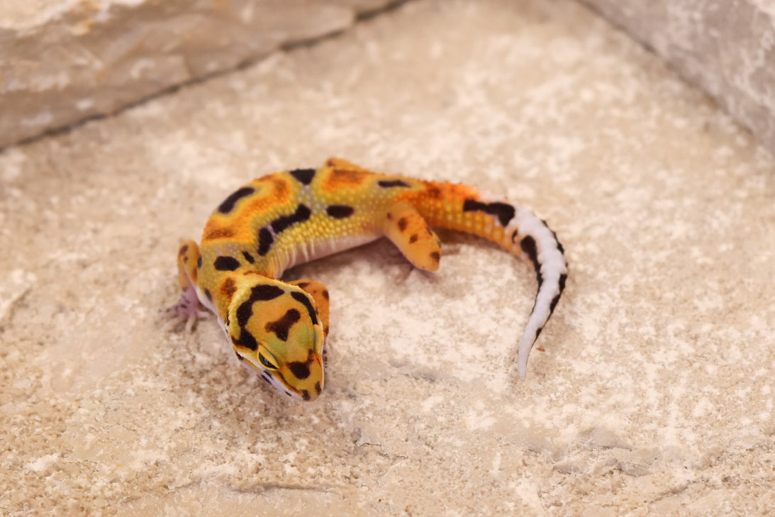 26-304 | Original Line Clown | Probable Female