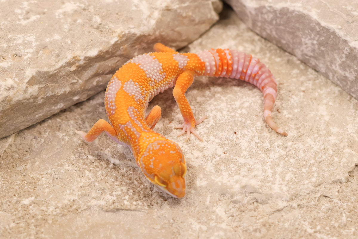 26-292 | Black Night/Red Diamond Tangerine Tremper Albino | Female