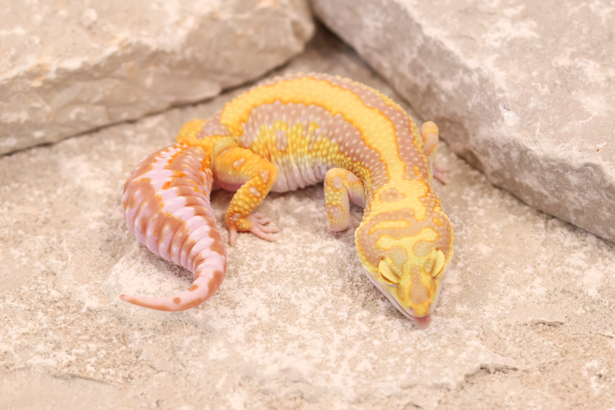 23-422 | Bandit/Red Diamond Striped Tangerine Tremper Albino | Female