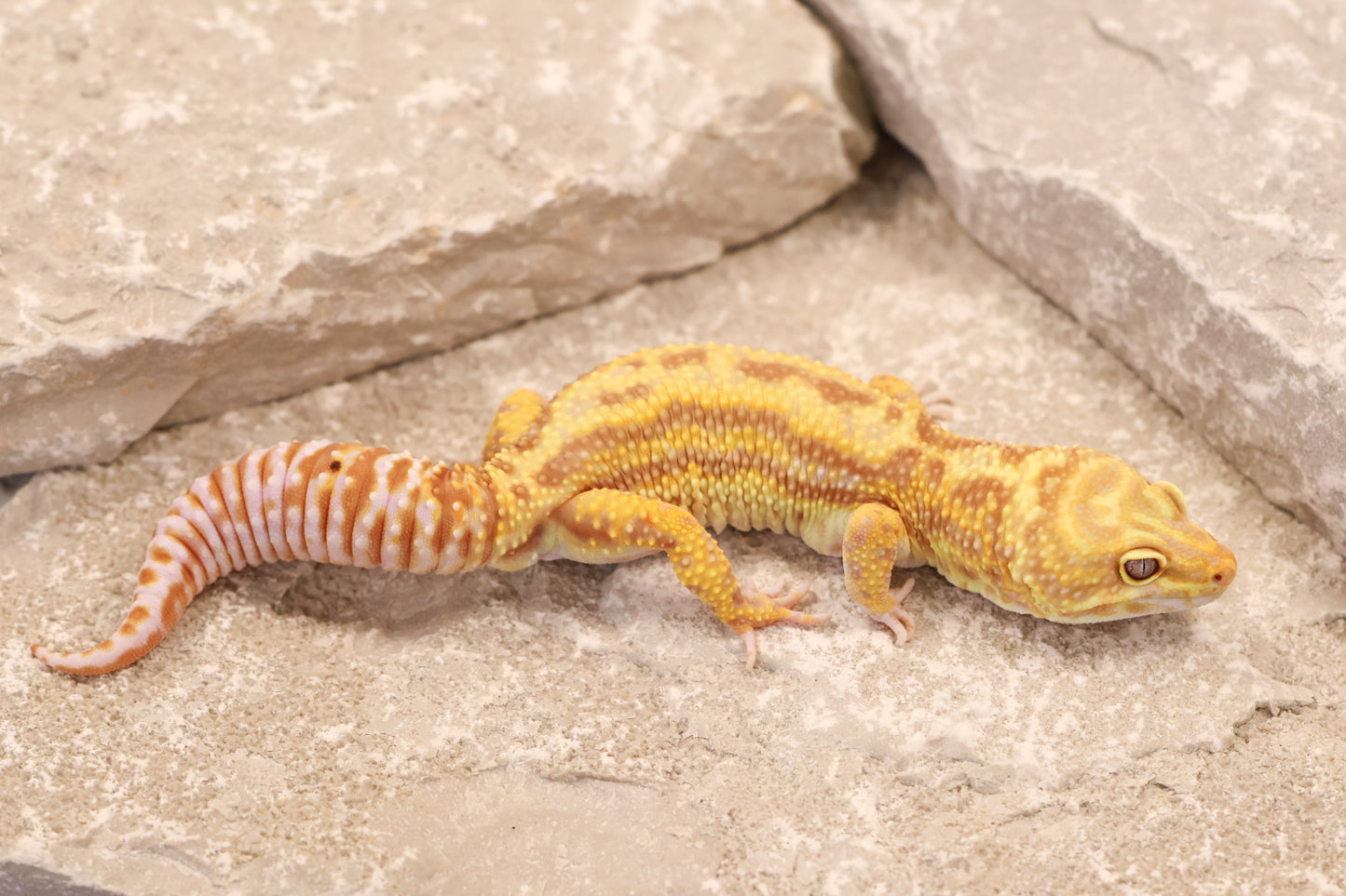 22-625 | Striped Gem Snow Rainwater Albino | Male