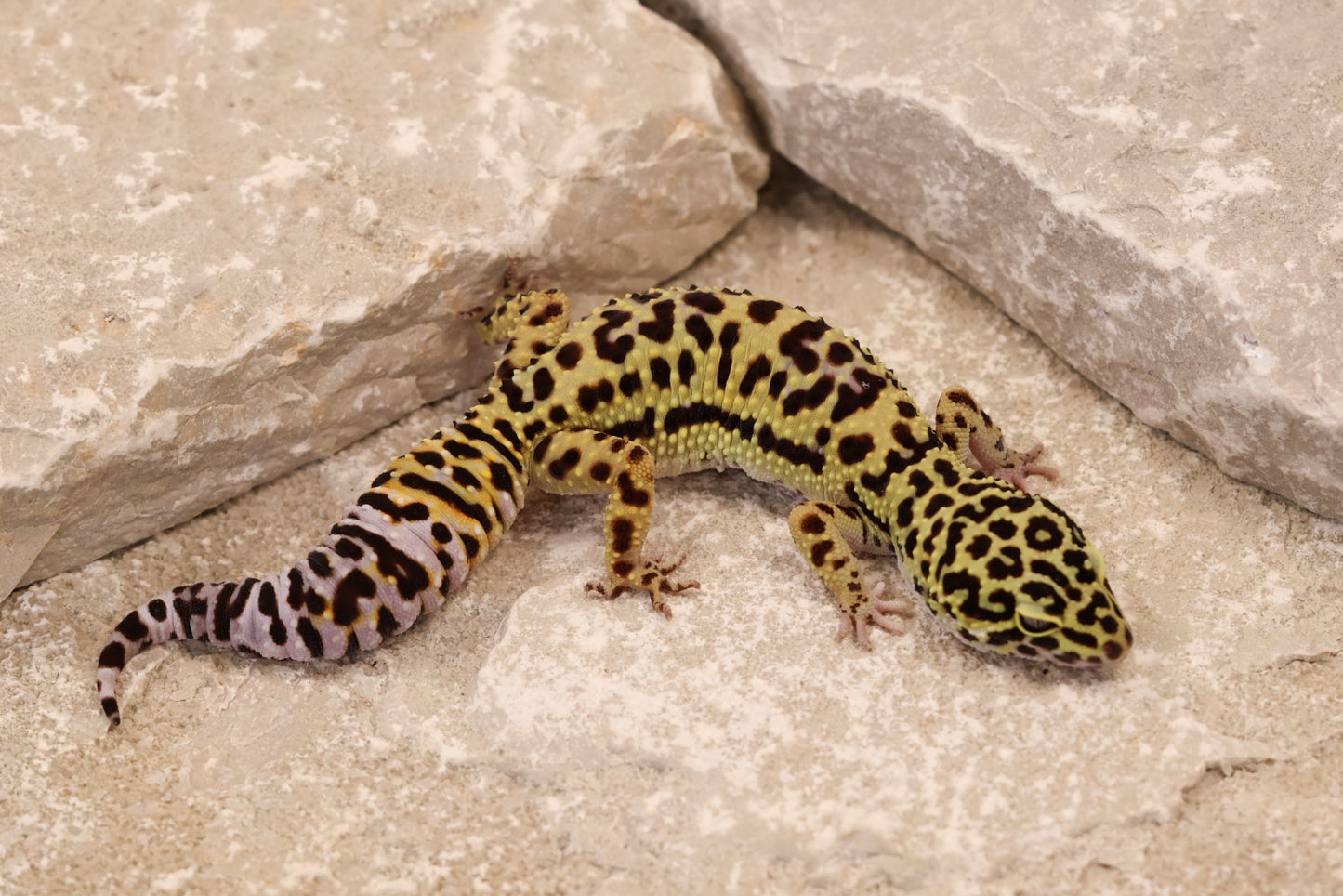 23-178 | Afghan Tangerine Cross het Tremper Albino | Female