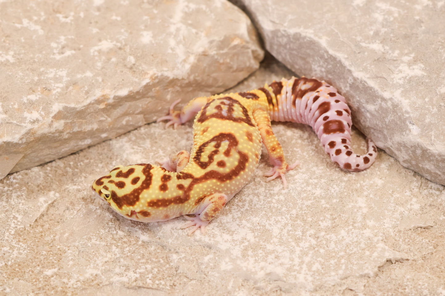 24-122 | Desert Bold Eclipse | Female