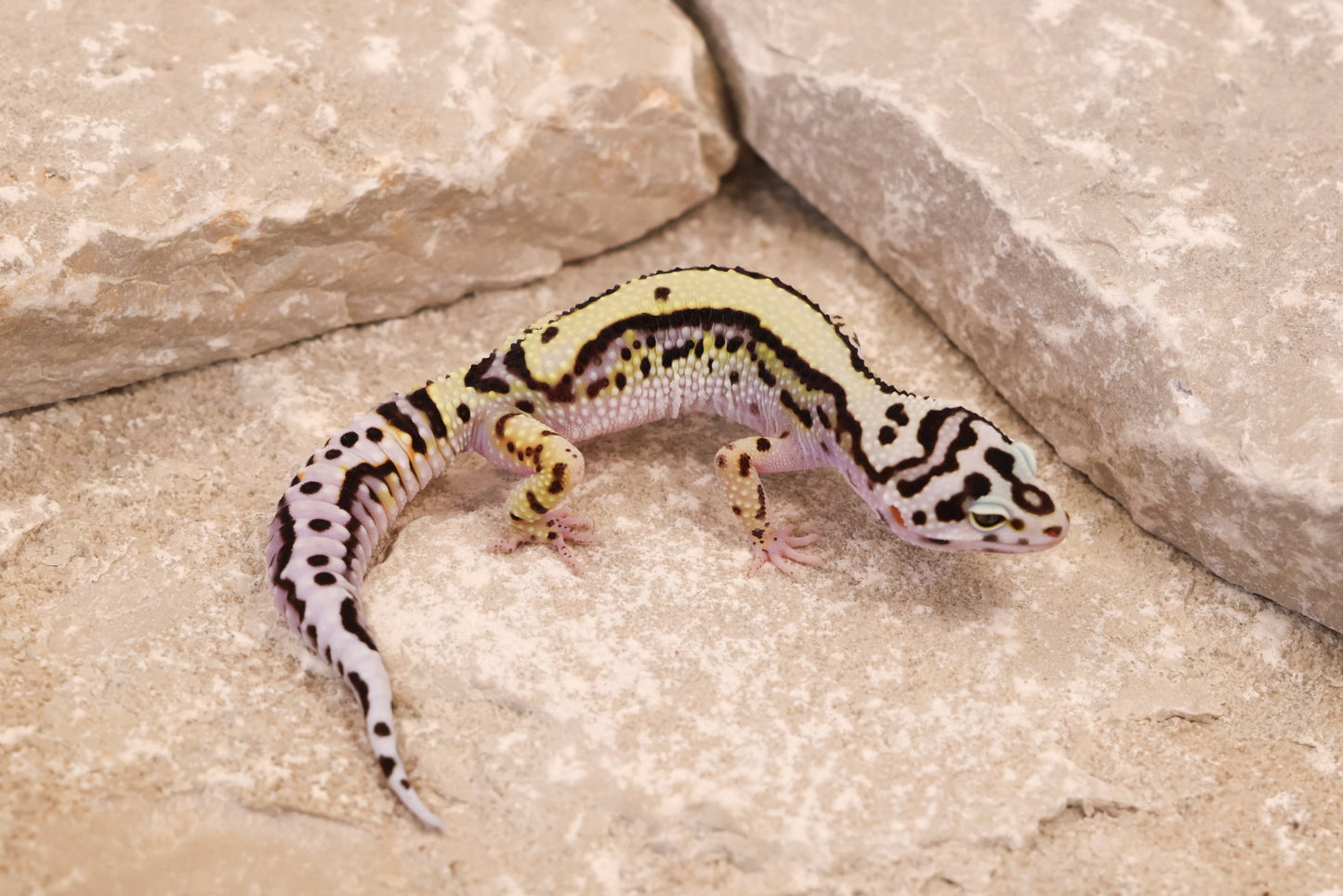 25-137 | Bold Stripe Possible W/Y | Female