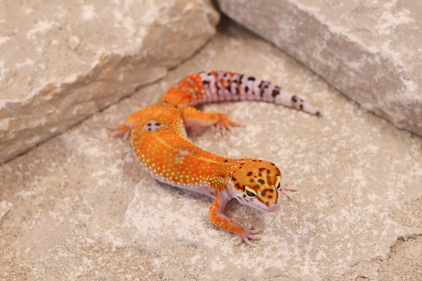 25-174 | Purple Head/Tangelo Tangerine het Tremper Albino | Female
