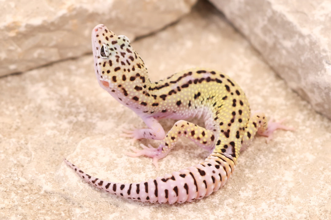 25-156 | Rainbow Stripe Cross Gem Snow Eclipse | Male