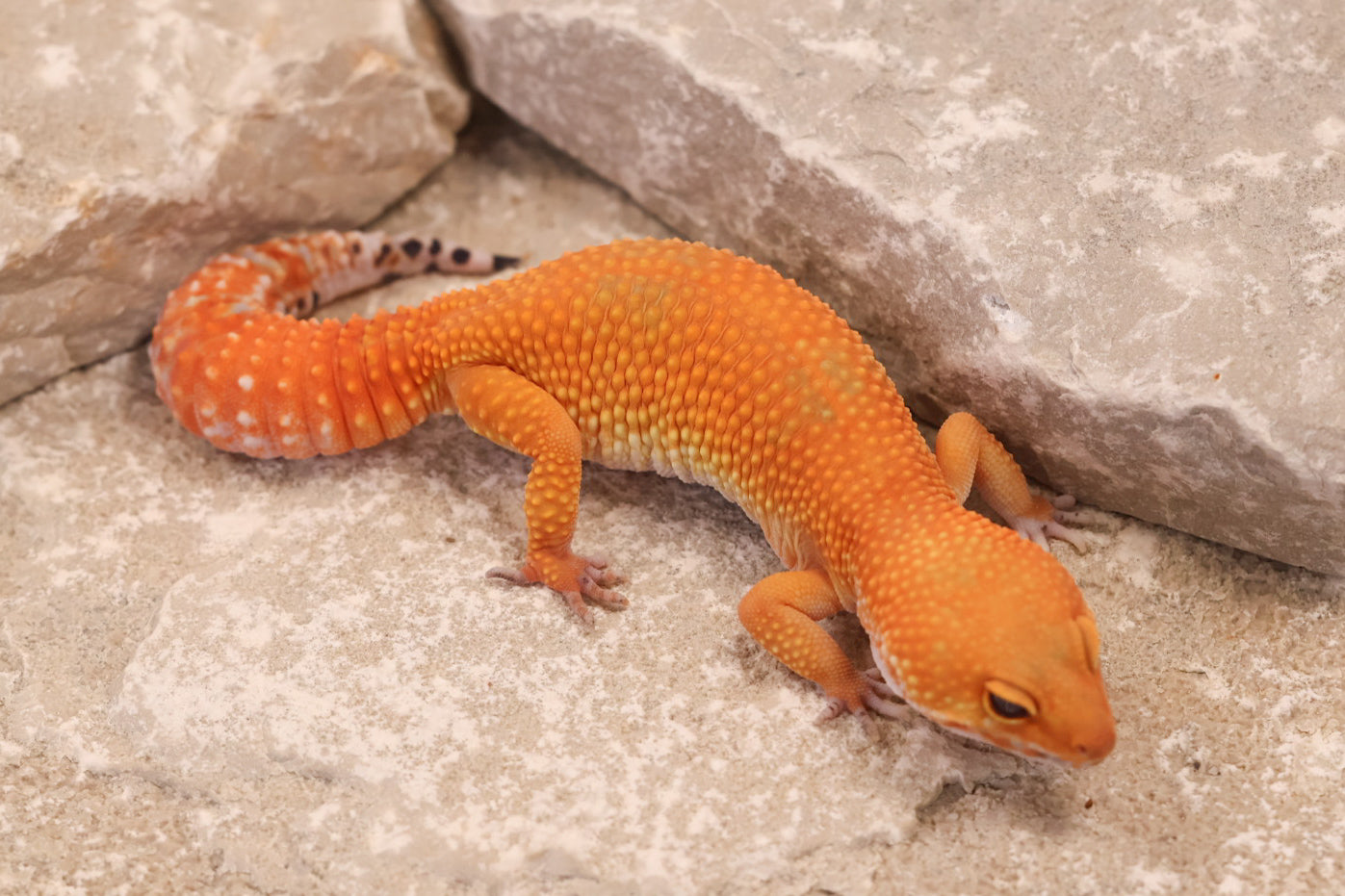 24-178 | Tangerine | Female