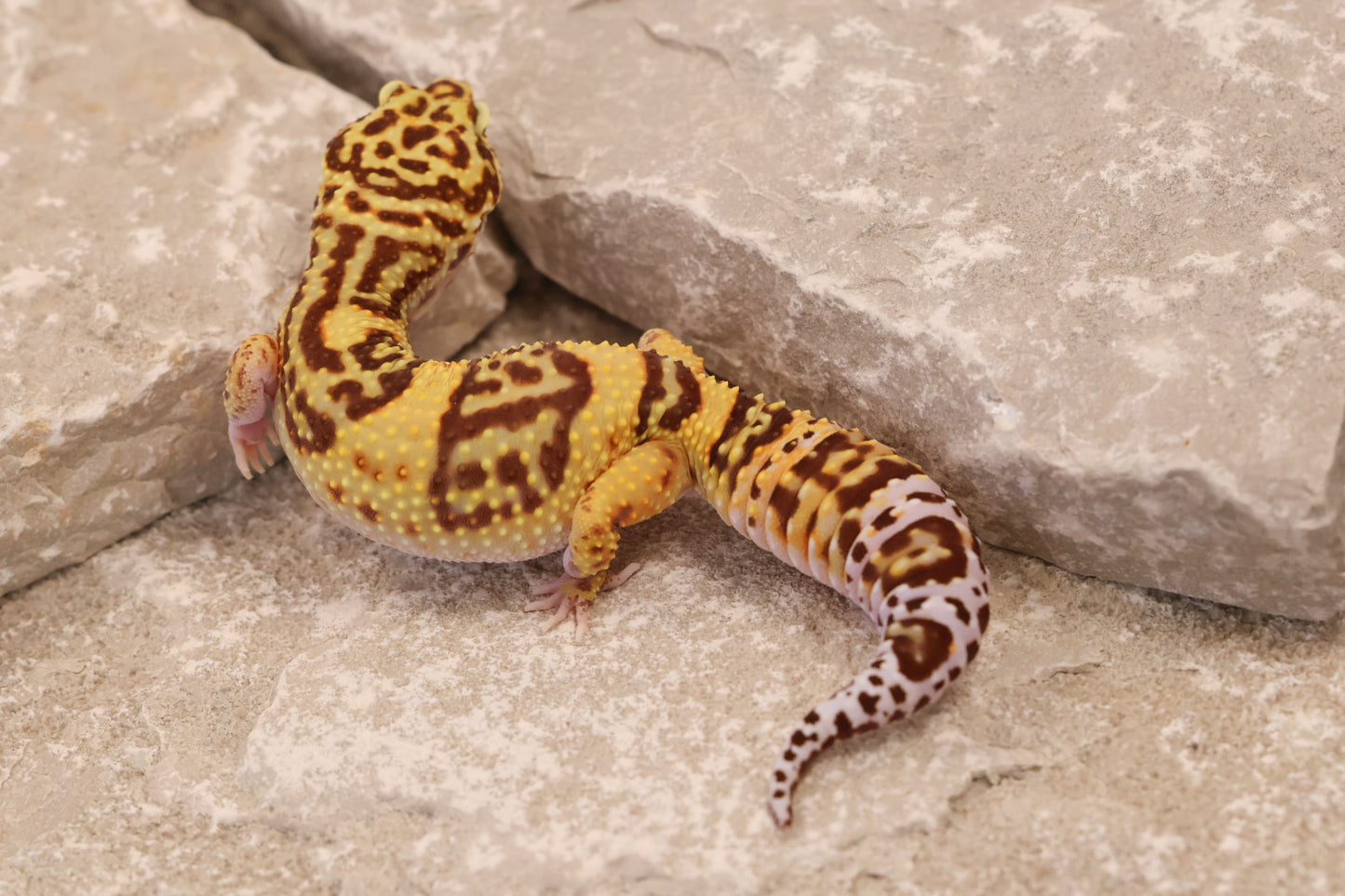 24-121 | Desert Bold | Female