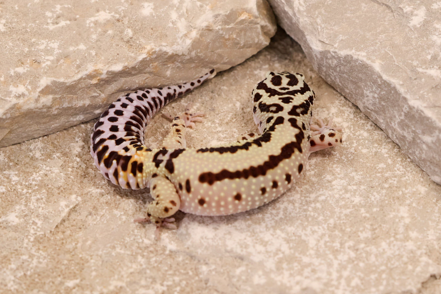 23-556 | Bold Stripe | Female