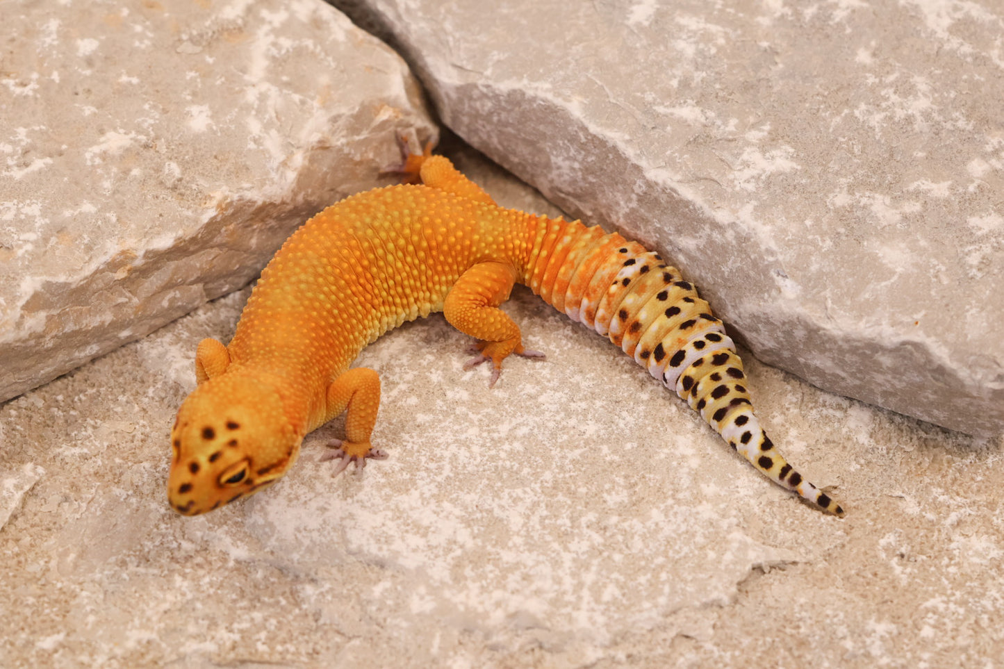 24-182 | Firewater/Inferno Tangerine het Rainwater Albino | Female