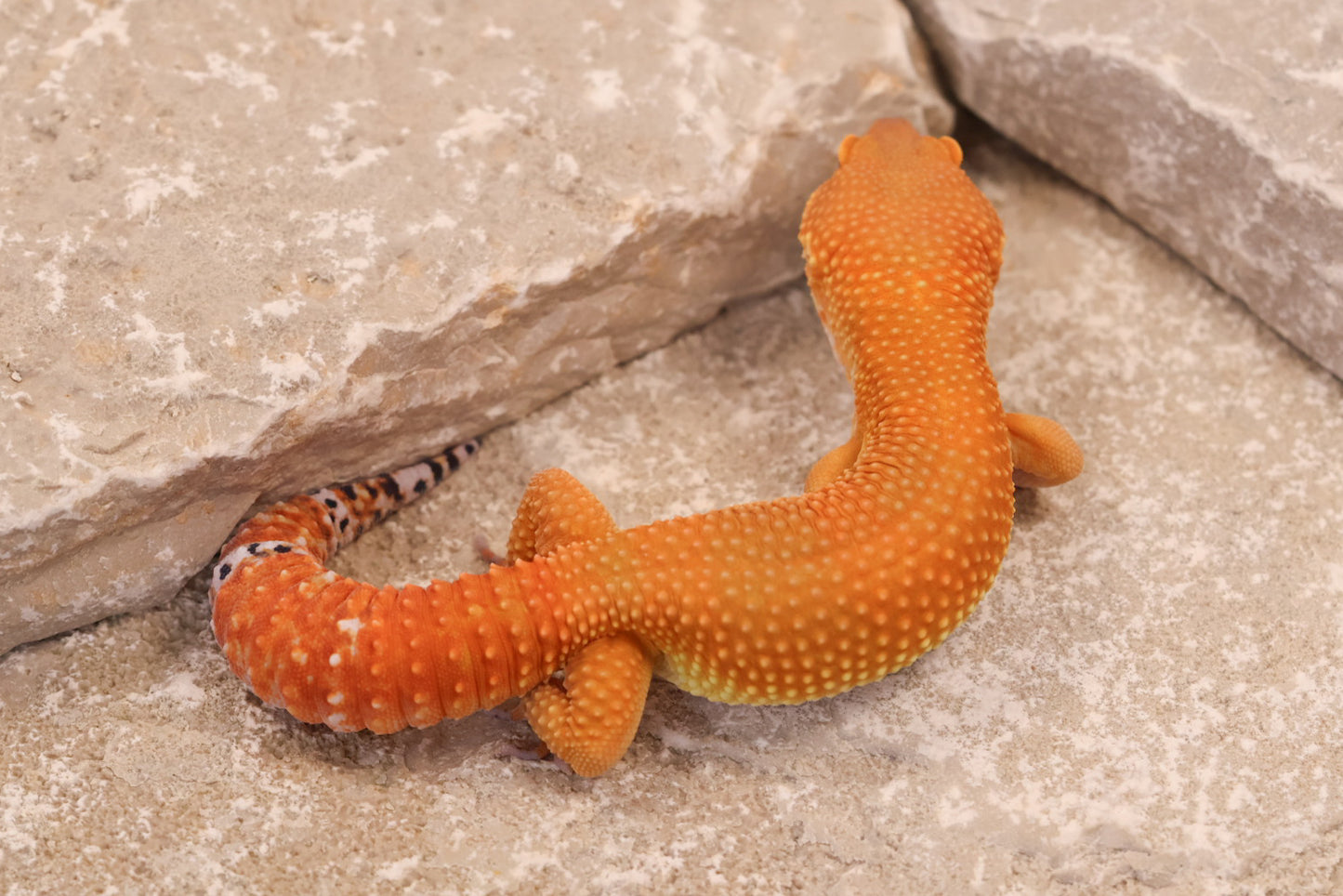 24-146 | Tangerine het Rainwater Albino | Male