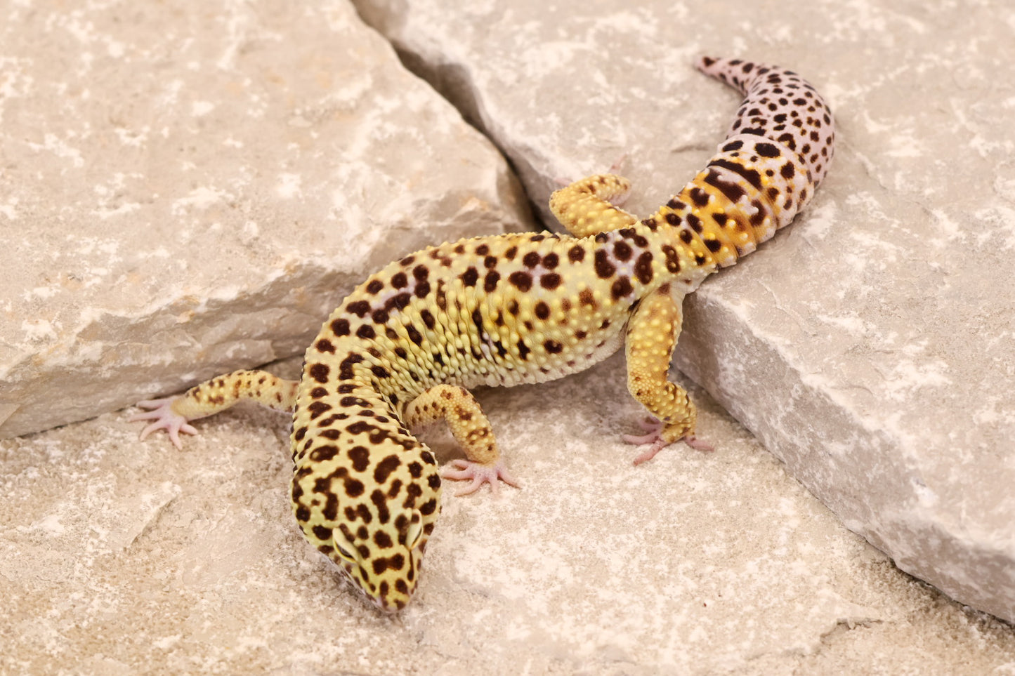 22-107 | Super Giant het Raptor | Male