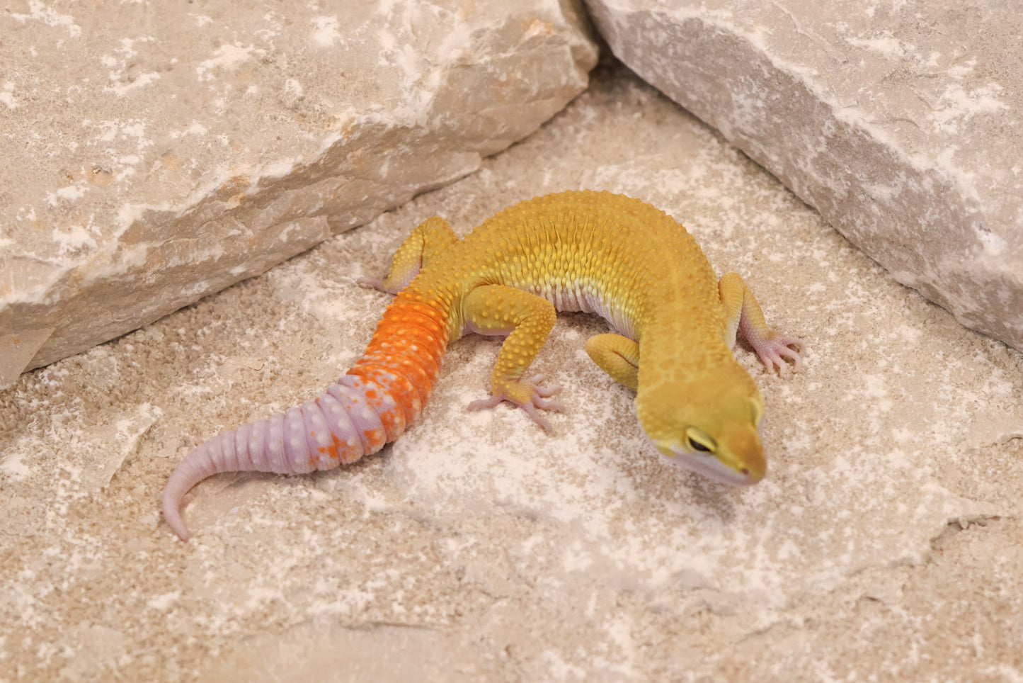 25-013 | Murphy's Patternless Non Het | Male
