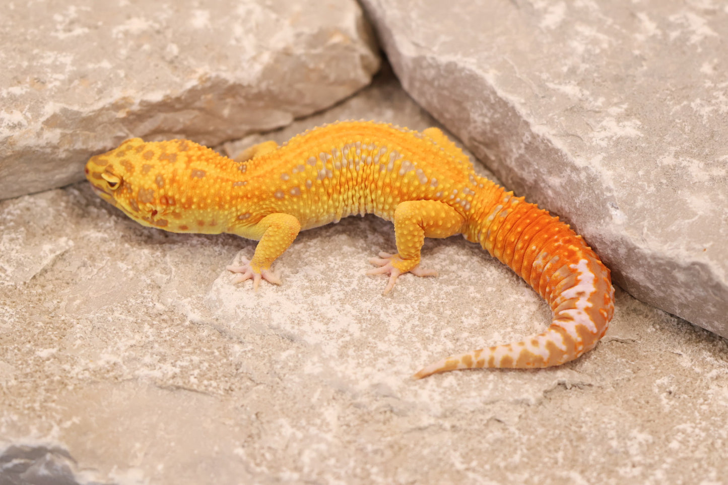 24-011 | Striped Tangerine Tremper Albino 66% het Eclipse | Male