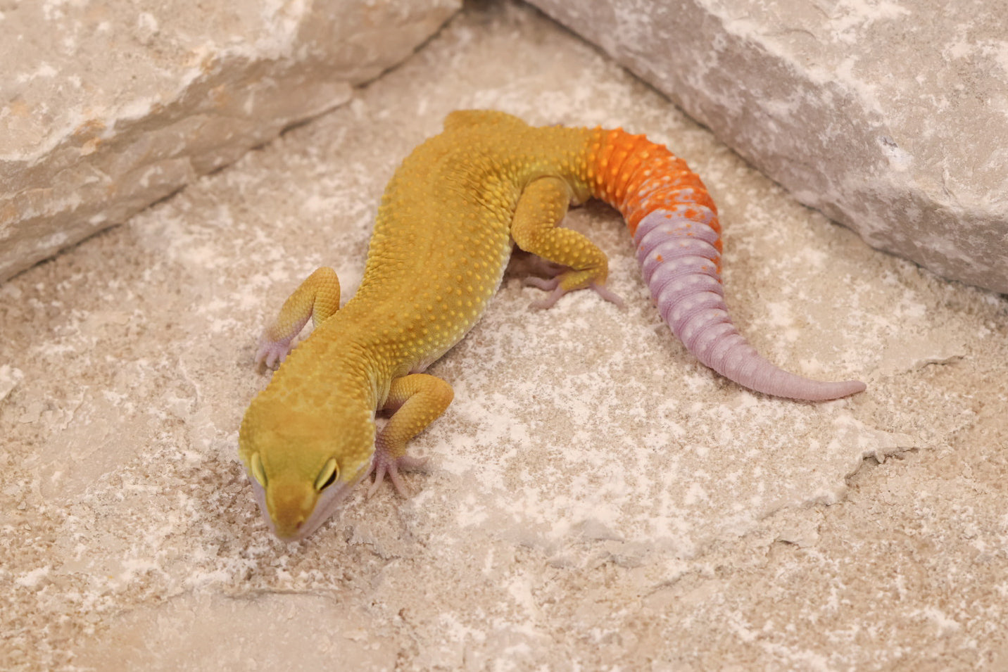 25-013 | Murphy's Patternless Non Het | Male