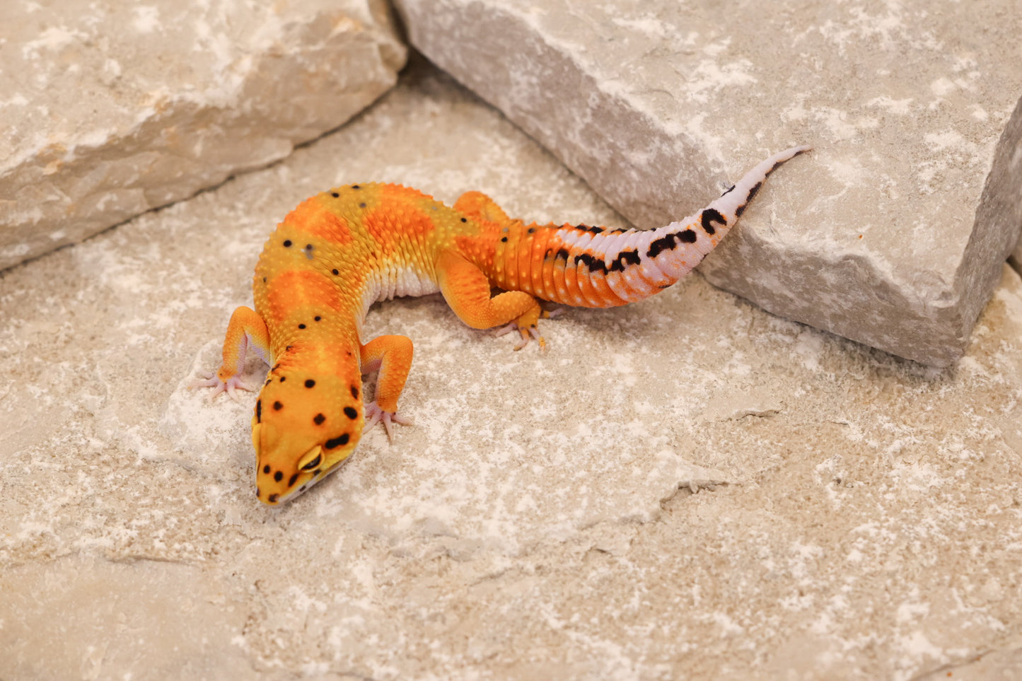 25-072 | Clown het Tremper Albino | Female