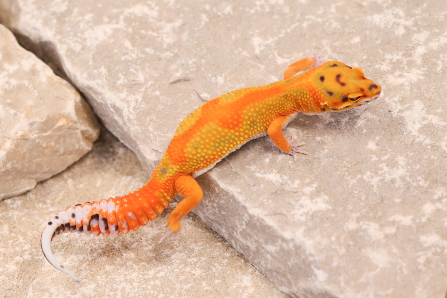 25-091 | Clown/Rainbow Tangerine | Female