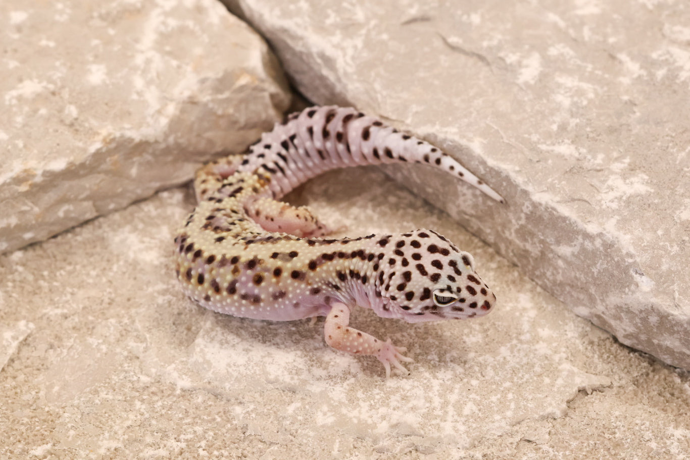 24-039 | Gem Snow het Rainwater Albino | Female