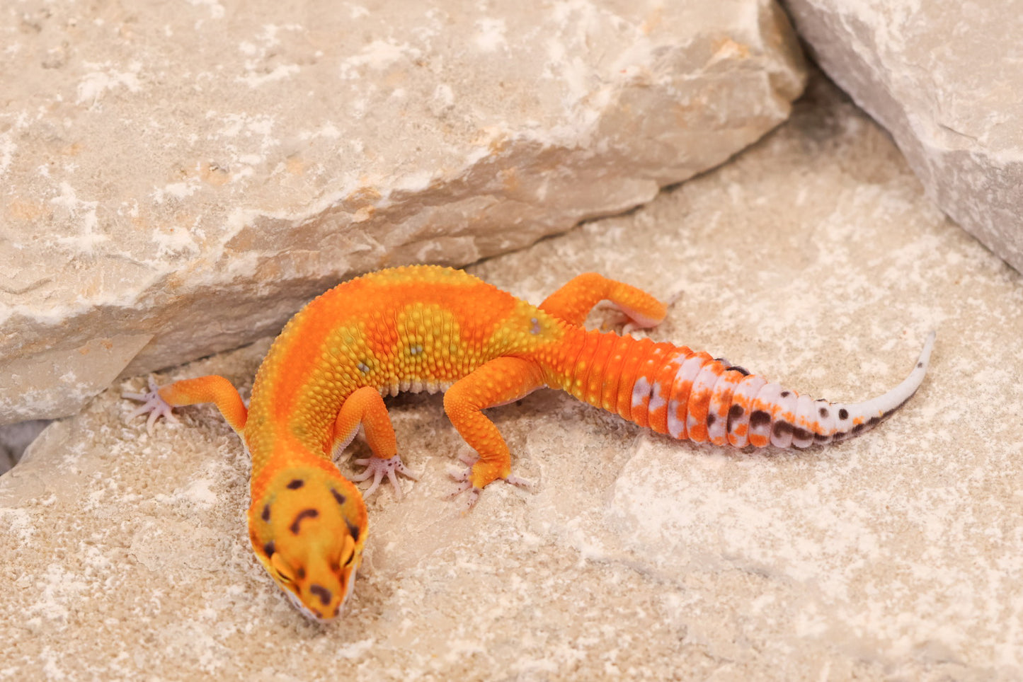 25-091 | Clown/Rainbow Tangerine | Female