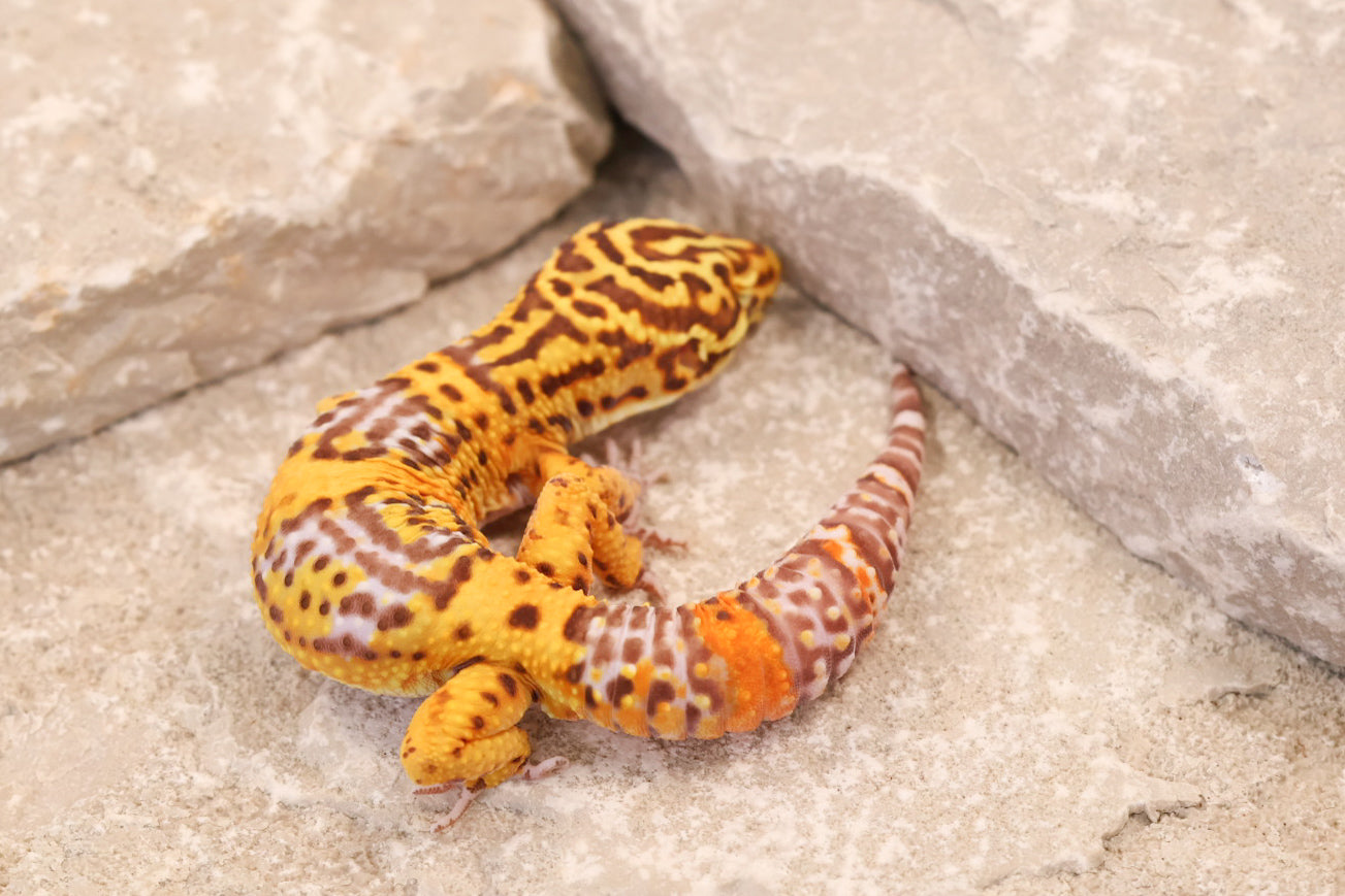 25-016 | Black Night Tangerine Cross Bell Albino | Male