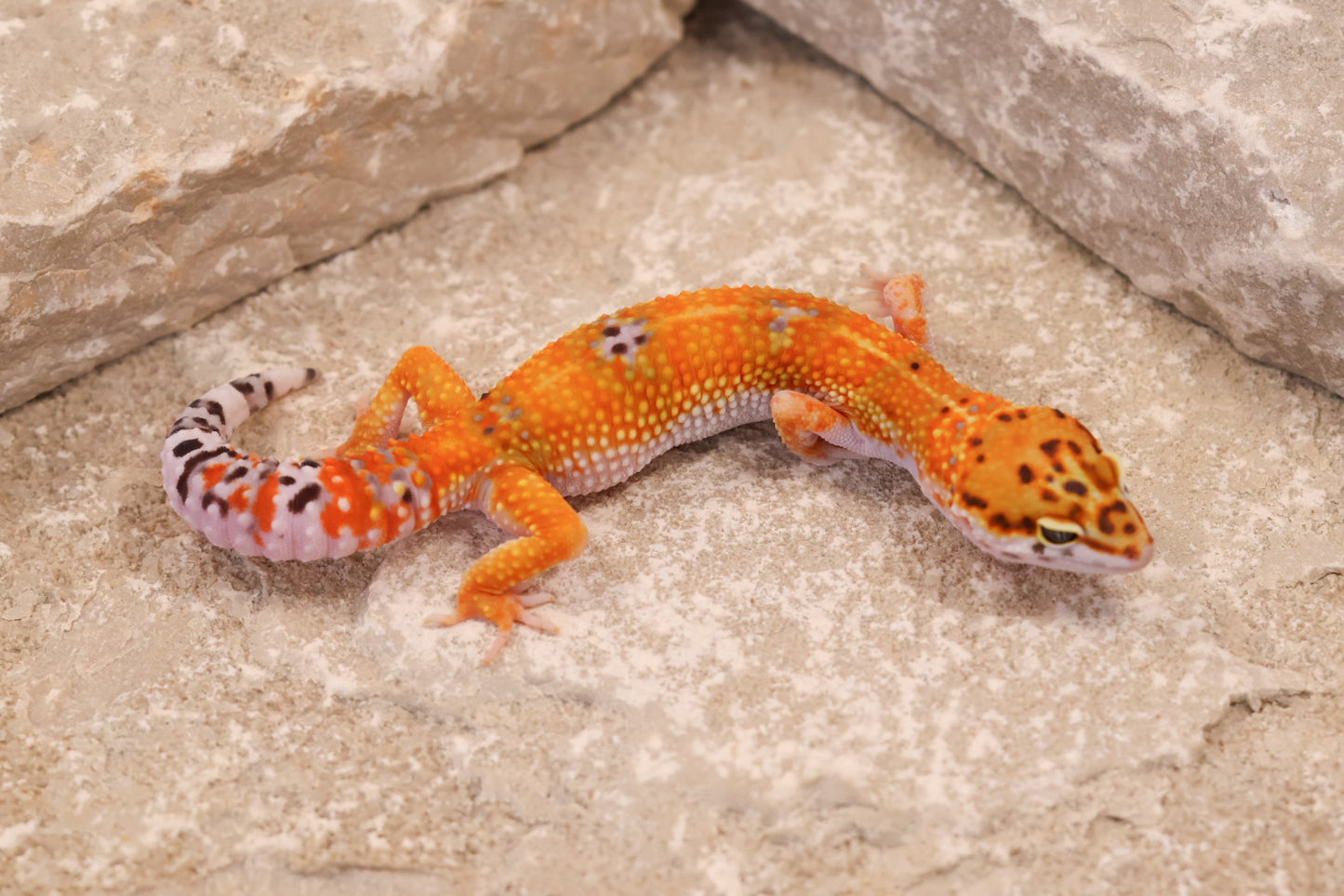 25-174 | Purple Head/Tangelo Tangerine het Tremper Albino | Female