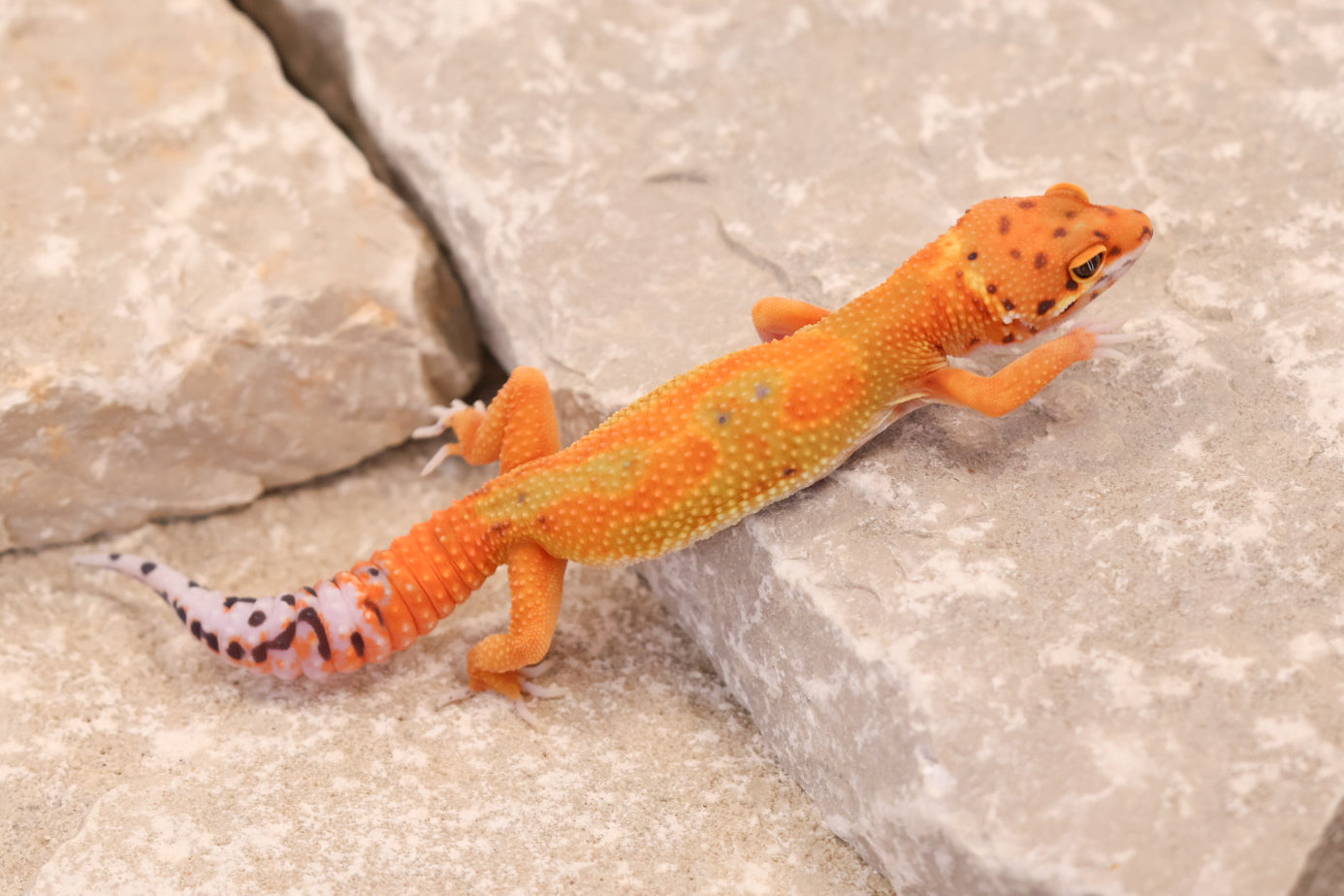 26-042 | Clown/Electric Inferno Tangerine | Female