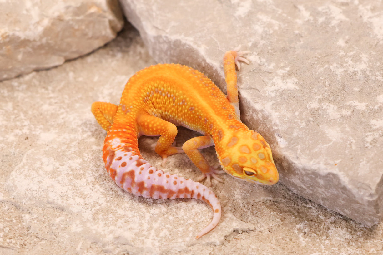 25-617 | Red Stripe Rainwater Albino | Female