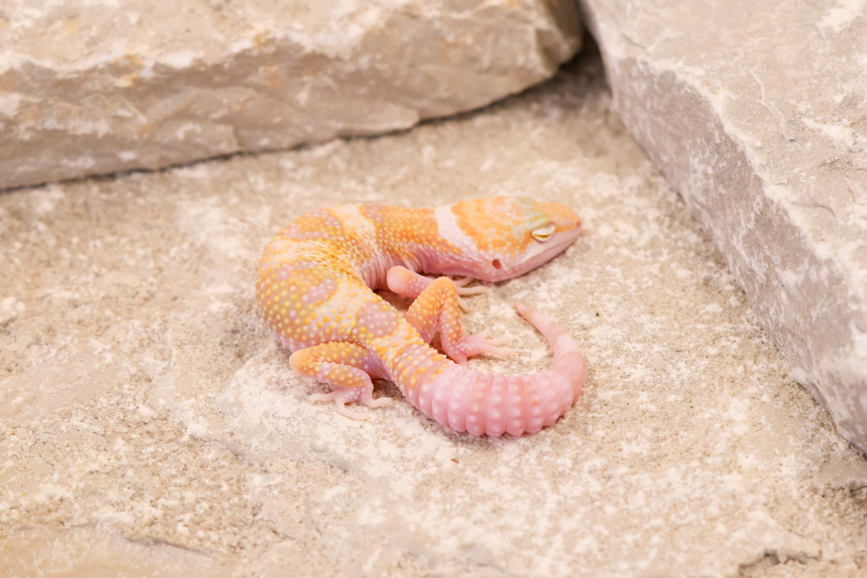 26-081 Mack Snow Raptor het Murphy's Patternless | Female