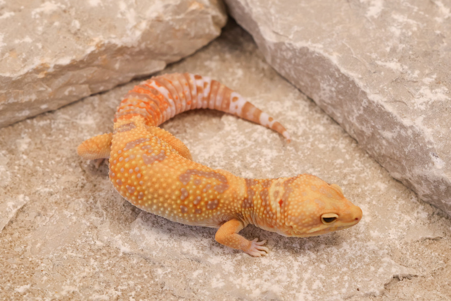 24-205 | Blue Amber Eye Rainwater Albino | Female