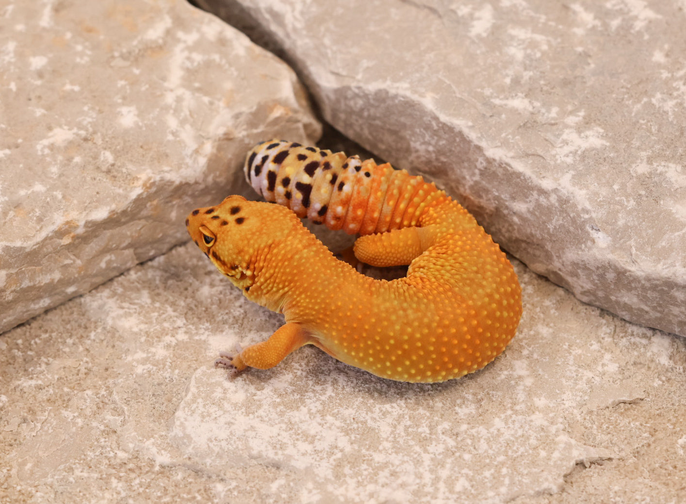 24-182 | Firewater/Inferno Tangerine het Rainwater Albino | Female