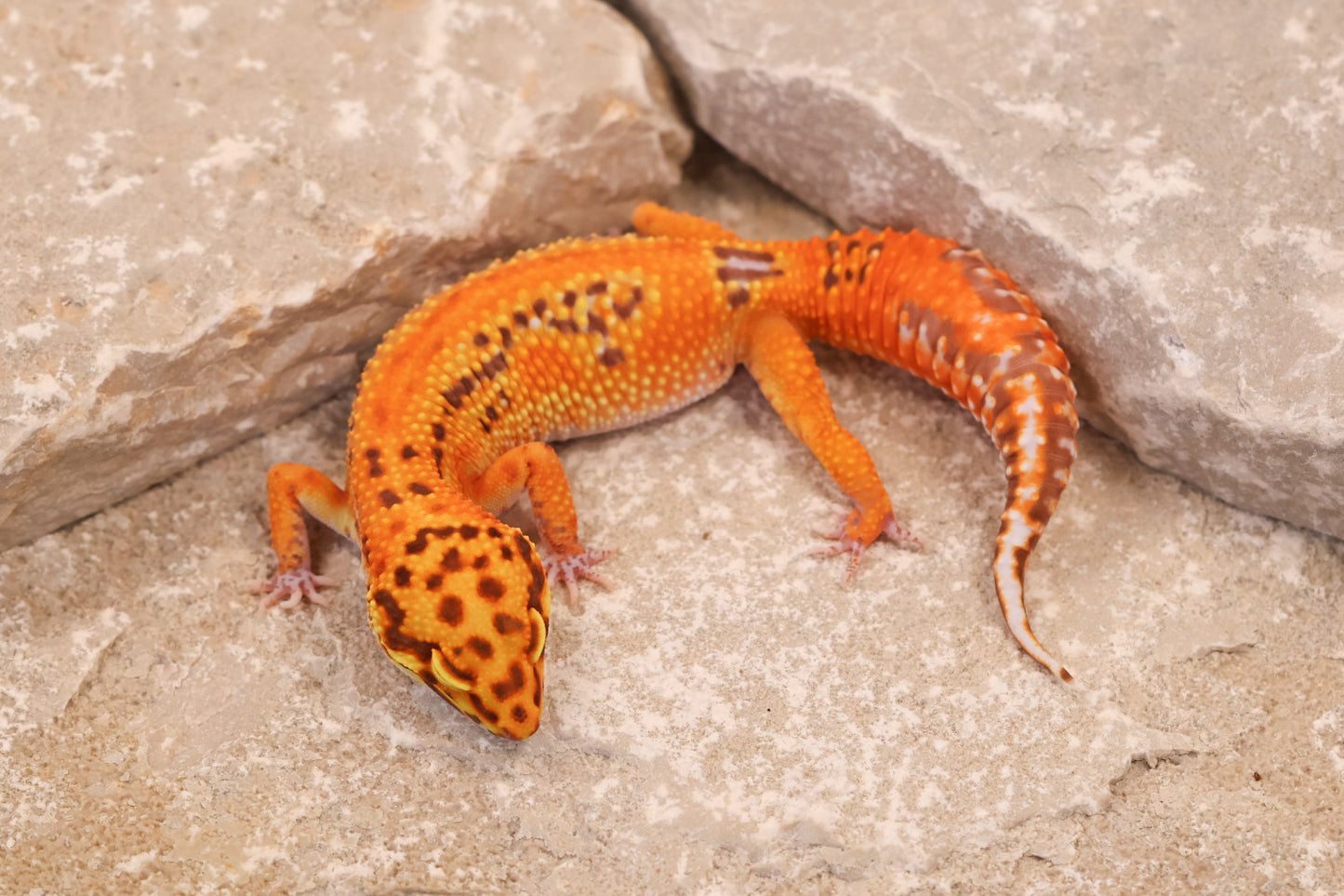 24-144 | Striped Lavender Tangerine Bell Albino | Female