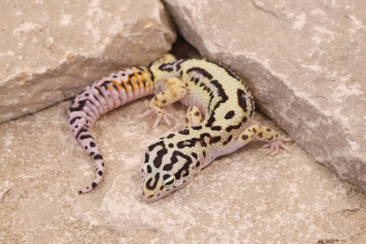 25-017 | Bold Stripe Probable W/Y | Male