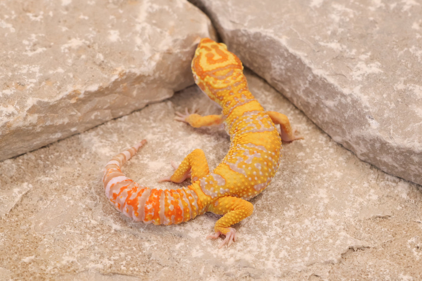 25-057 | Afghan Tangerine Tremper Albino het Eclipse | Male