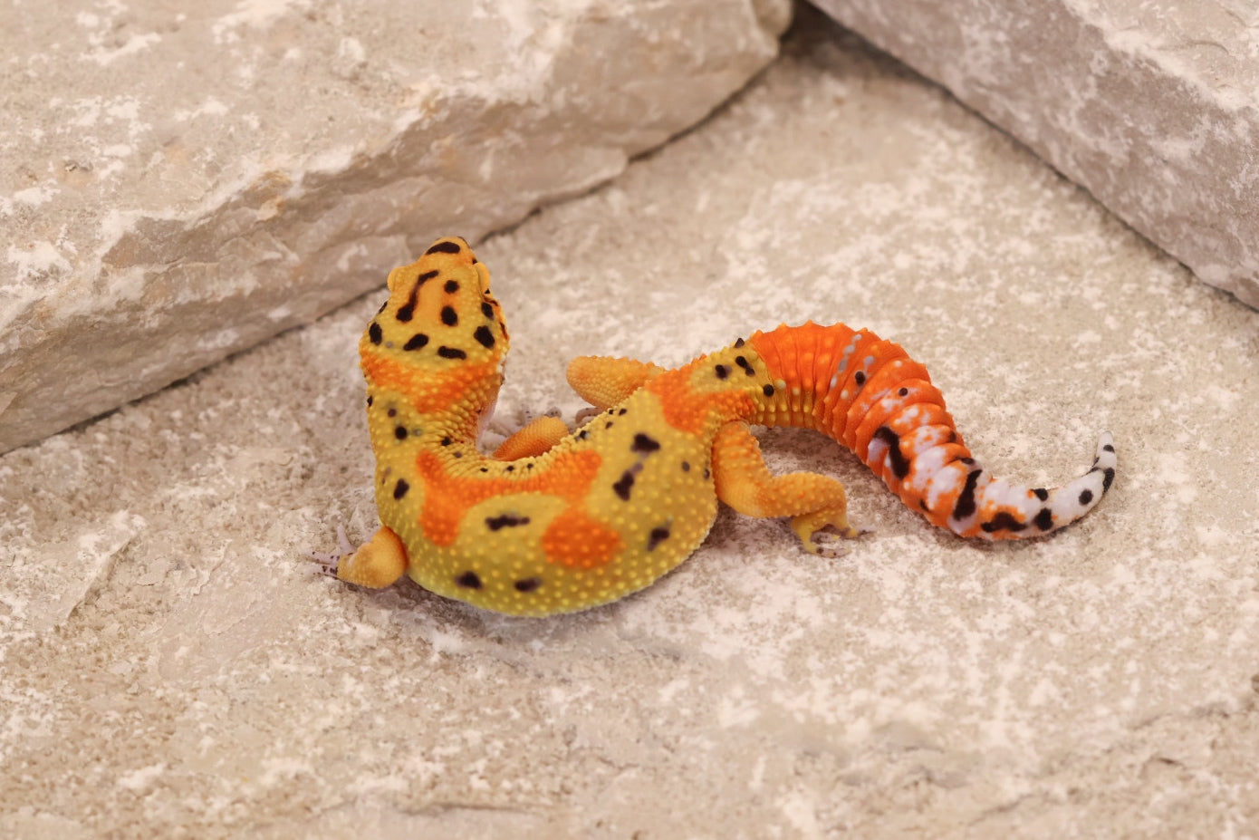 25-148 | Clown | Female