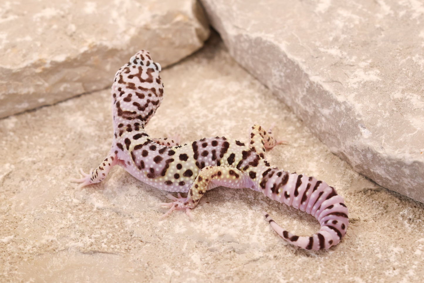25-223 | Gem Snow | Male