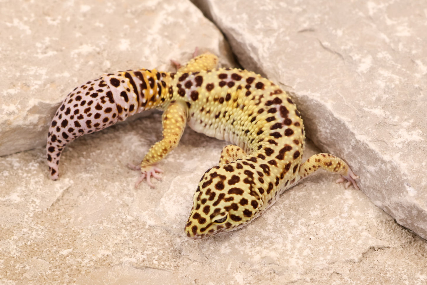 22-107 | Super Giant het Raptor | Male