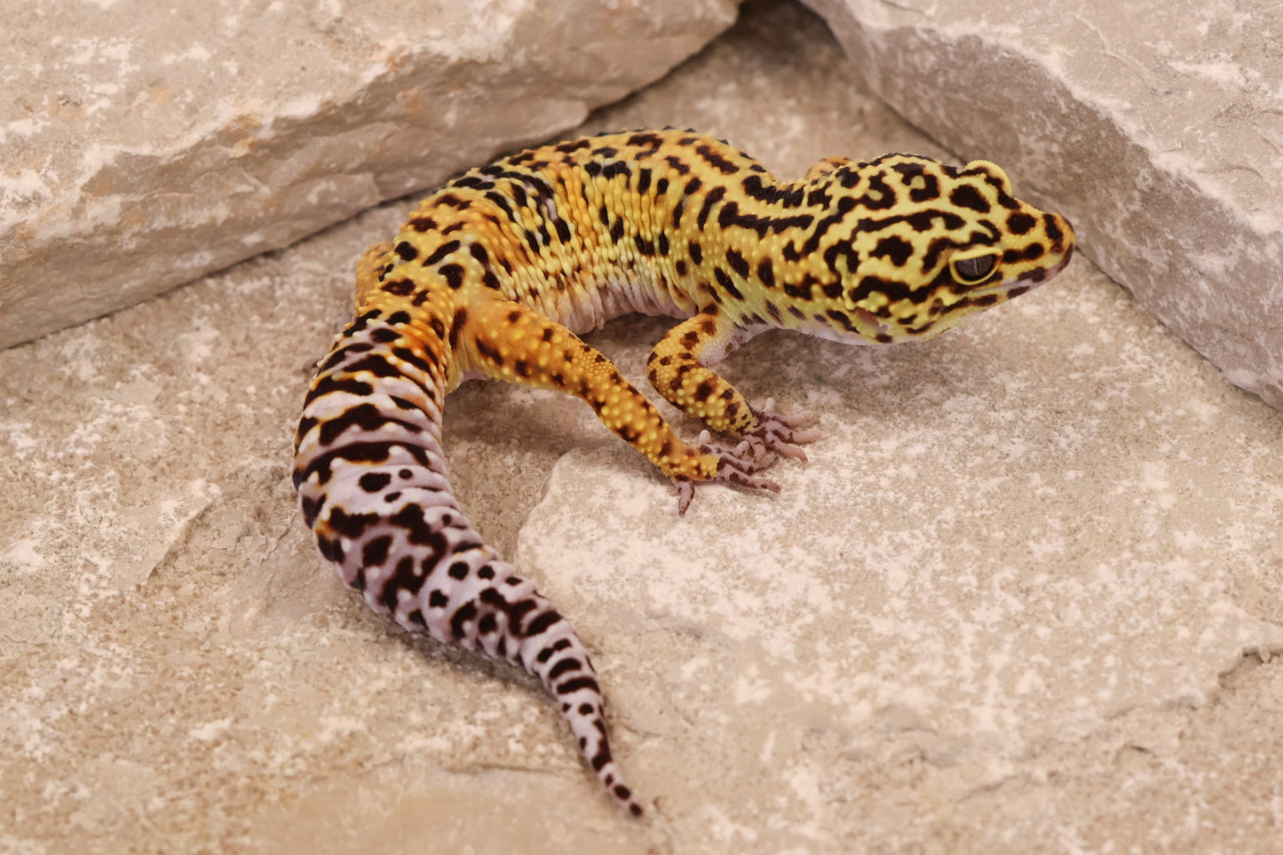 23-541 | Black Night Cross Tangerine het Bell Albino | Male