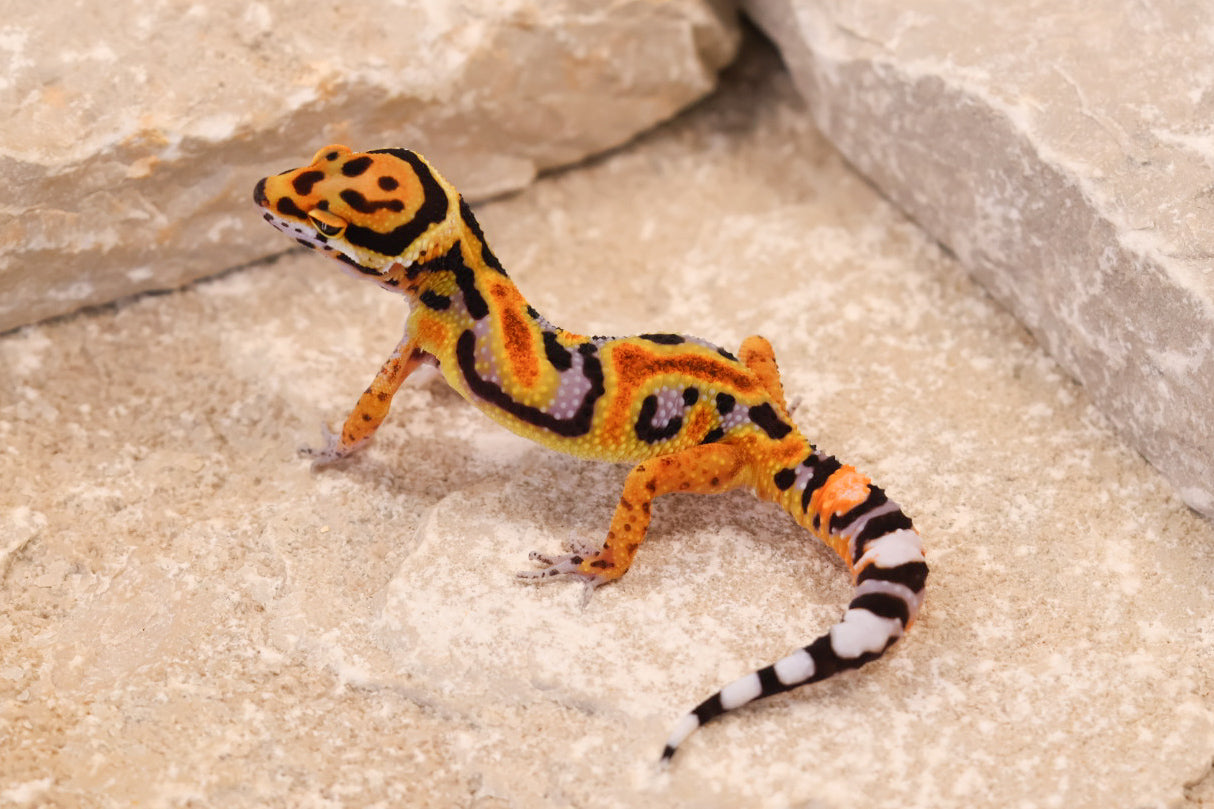 26-398 | Original Line Clown | Probable Male *HOLD*