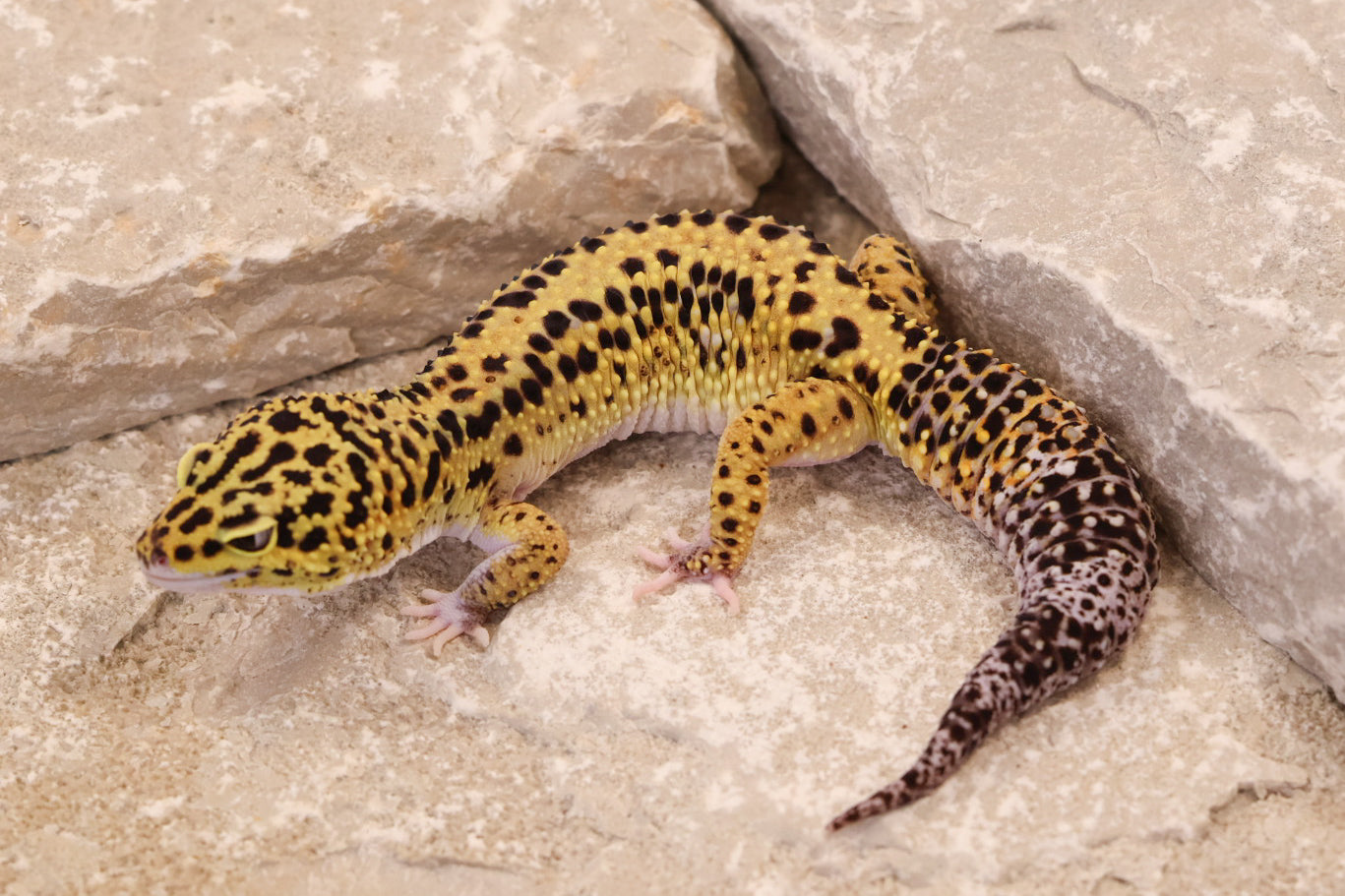 22-247 | Bold Stripe Eclipse | Male