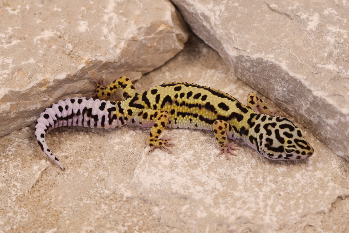 25-043 | Bold Stripe Gem Snow het Rainwater Albino | Female